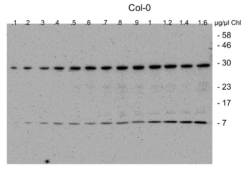 western blot using anti-CGL40 antibodies